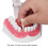 Teeth Model Tooth Brushing Practice Dental Teaching Tool Kit, PVC 10