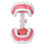 Teeth Model Tooth Brushing Practice Dental Teaching Tool Kit, PVC 16