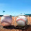 8Pcs Baseball Display Case,UV Protected Dustproof Acrylic Display Boxes,Clear Display Case for Baseball Memorabilia 4