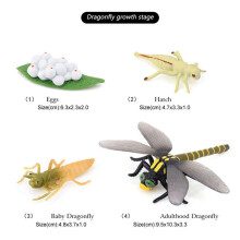 2X Life Cycle of A Dragonfly Insects Life Cycles Growth Model Children Animal Growth Cycle Science Educational Toys