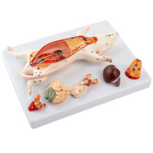 Modelo de Anatomía de la Rata Estructura de los Órganos Internos del Ratón  Enseñanza de la Biología Manejo Experimental de Animales Anatómicos