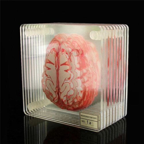 Brain Specimen Coasters Set 3D Organ Brain Artwork Brain Slices Square Acrylic Drinks Table Coaster 1