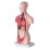 11 Inch Human Torso Body Model Anatomy Anatomical Internal Organs for Student Teaching Study Assembling Model 7