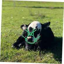 Nasenringe Aus Kunststoff für Kälber Beim Absetzen - Einfache Montage, Landwirtschaftliche Hilfsmittel für Kälber, Bullen und Rinder, 2 Stück