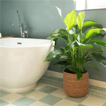 4X Seagrass Flower Pot - Woven Plant Pot - Decorative Plant Basket with Plastic Film Insert in Boho Style S