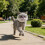 Catss Bubble Muzzles Transparents Permeable Face Cover-White M 7