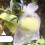 100Pcs Fruit Net Bags with Drawstring Fruit Bags for-24x38 6