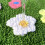 Comfortable And Absorbent Polyester-50cmx100cm Fragrant grass 6