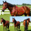 Leather Horse Bridle Headstall With Rusts Resistant-Red L 6