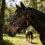 Leather Horse Bridle Headstall With Rusts Resistant-Red L 7