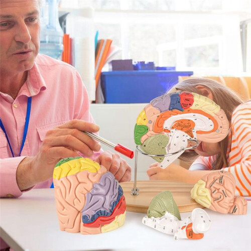 Human Brain Model for Neuroscience, Brain Anatomy Model, Brain Model with Study Guide, Brain Functional Partitioning 2