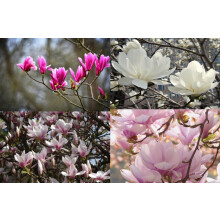 4 Mixed Magnolia Trees in Pots | Susan, Stellata, Soulangeana & George Henry | By Direct Plants
