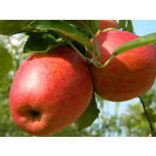 Braeburn Apple Fruit Tree 125cm-150cm in a 7.5 Litre Pot | By Direct Plants