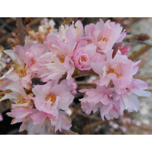Patio Prunus Autumnalis Rosea Cherry Blossom Tree 100-120cm | By Direct Plants