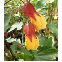 3x Mixed Abutilon Large Evergreen Shrubs Climbers in 3 Litre Pots | Chinese Lantern Collection | By Direct Plants