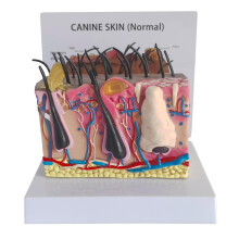 Canine Anatomy Model with Enlarged Skin Details for Veterinary Education and Dog Dermatology Training