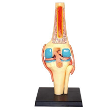 Anatomical Knee Joint Model with 23 Removable Parts for Medical Teaching and Human Anatomy Study