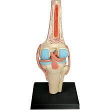 Anatomical Knee Joint Model with Ligaments 4D Human Knee Anatomy Teaching Aid 23 Detachable Parts