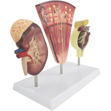 LifeSize Kidney Anatomy Model with Nephron and Glomerulus, Detachable Human Kidney Model for Teaching
