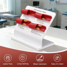 Human Atherosclerosis Model, Four-Stage Vascular Disease Artery with Plaque for Anatomy Education 2pcs
