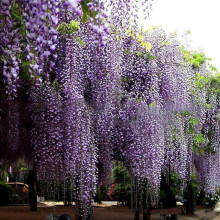 20 Wisteria-Samen für Balkon-Garten Außenhof Blaue Pflanze Samen