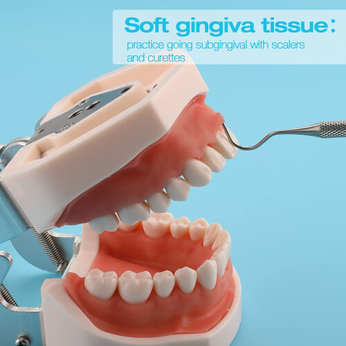 32 Tooth Gear Model with Completely Detachable Teeth for Teaching and Practice Includes Screwdriver 1