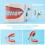 32 Tooth Gear Model with Completely Detachable Teeth for Teaching and Practice Includes Screwdriver 4