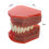 Dental Implant Model with Removable Teeth and Visible Interface for Kids and Adults Study Training 5