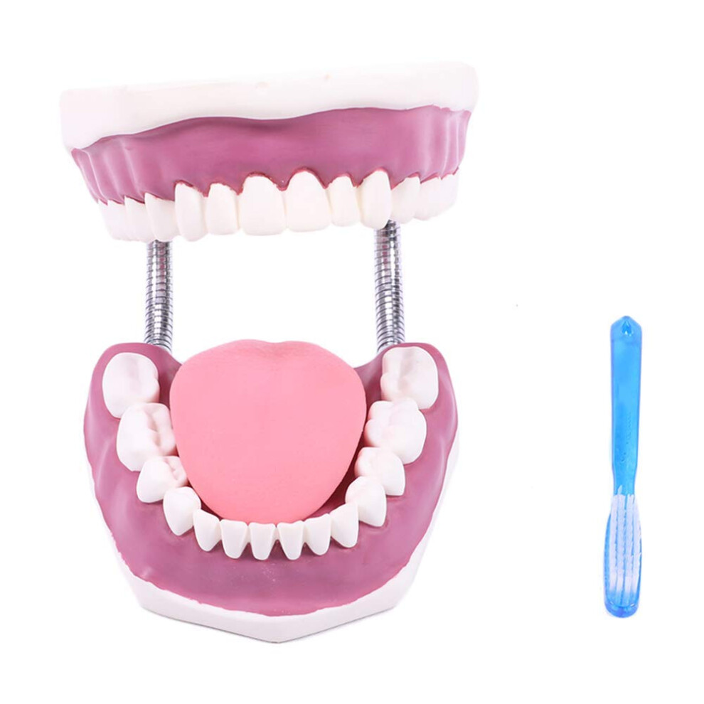Dental Teeth Model with Clear Anatomy for Brushing Demo and Oral Hygiene Education