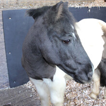 Stable Wall/Horsebox Mats EVA 6ftx4ft 10mm thick