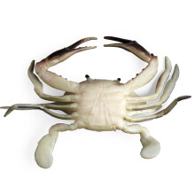 Realistic Sea Animal Figures TPR Crab Stress Relief Toy for Kids 3+