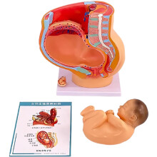 Pregnancy Pelvic Model with 9 Month Fetus, Detachable Anatomy for Medical Education and Teaching