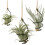 24X Air Pineapple Hook Hanging Flower Stand Pots Display Hanger Holder Iron 2