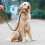 Black Reflective Dog Rope Leash Ergonomic Design for 7