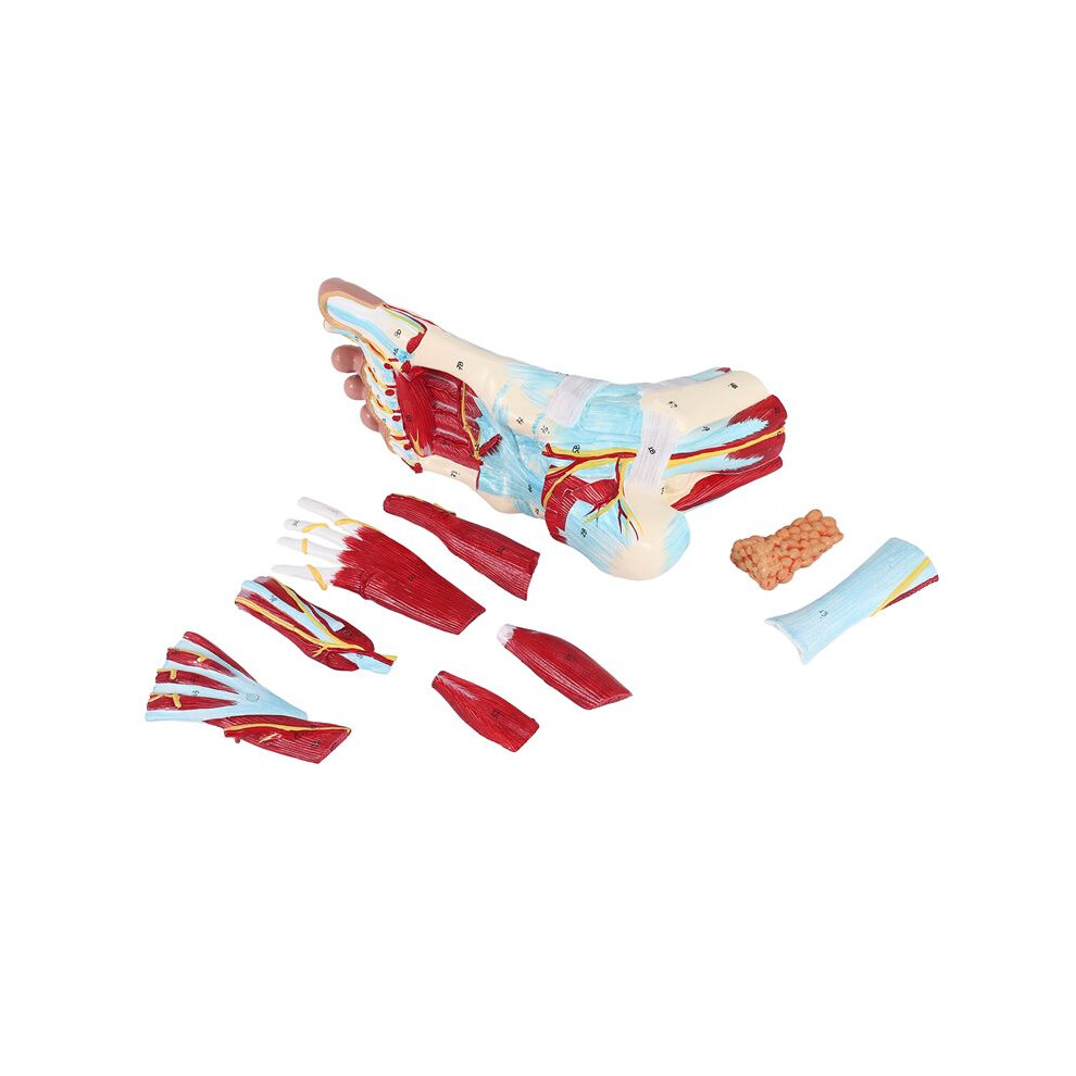 Tlily Foot Anatomy Model 9 Parts, Foot Joints, Including Bone, Muscles, Ligaments, Nerves And Blood Vessels Of The Human Foot