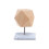 15St Push Pins Creatief Beige Voor Corkboard En School 6