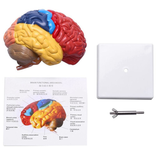 2X Cerebral Anatomical Model Anatomy 1:1 Half Brain Brainstem Teaching Lab Supplies 1