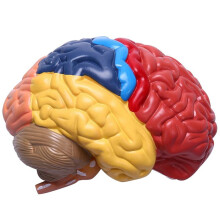2X Cerebral Anatomical Model Anatomy 1:1 Half Brain Brainstem Teaching Lab Supplies