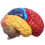 2X Cerebral Anatomical Model Anatomy 1:1 Half Brain Brainstem Teaching Lab Supplies 4