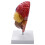 2X Cerebral Anatomical Model Anatomy 1:1 Half Brain Brainstem Teaching Lab Supplies 7