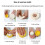 Manual Dough Presser Dumpling Wrappers Press Wrapper,Dumpling Mold Set Bun Mold Dumpling Press Easy-Tool 9