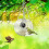 Bird Feeder with Camera, Bird Watching Camera Wirelessly Automatically Captures Bird Video and Motion Detection 5