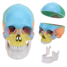 Life Size Human Skull Model with Removable Cap and Articulated Jaw, Colorful Anatomy Design for Study and Display