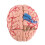 Human Brain Anatomy Model with Removable Sections for Medical Study and Classroom Teaching 5