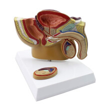 Prostate Anatomy Model with Detailed Male Reproductive Structure, PVC Educational Teaching Tool for Medical Training