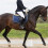 Horse Riding Saddles Mat With Double Layer Padding For-Red 6