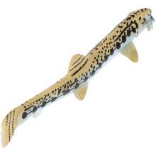 Realistic Sea Animal Figurine Cobitis Taenia Ocean Loach Model with Lifelike Marine Detailing