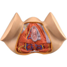 Life Size Female Pelvis Anatomy Model with Reproductive Organs, Accurate Markings, Durable PVC Design