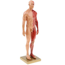 Anatomical Human Body Model 30cm Resin Half Skin Half Muscle Figure Male and Female for Teaching