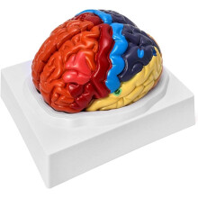 Life Size Human Brain Model TwoPart ColorCoded Anatomy with Accurate Detail and Display Base